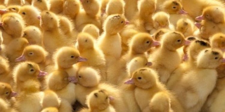 Pourquoi les poussins sont morts dans l'œuf ?