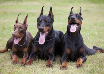 Comment couper les oreille d'un doberman ?