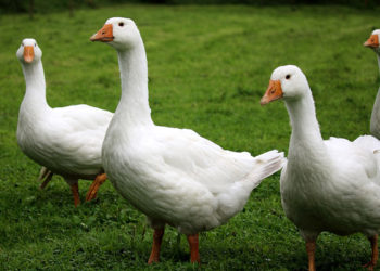 Comment nourrir un bébé oie ?