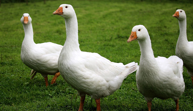 Comment nourrir un bébé oie ?