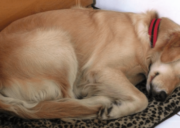 Est-ce qu'un chiot dort toute la nuit ?