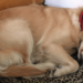 Est-ce qu'un chiot dort toute la nuit ?