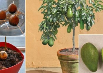 Comment faire avec un chaton à la maison ?