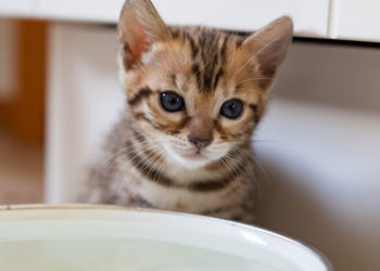 Comment faire cohabiter un chat adulte et un chaton ?