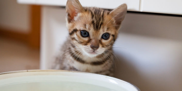 Comment faire cohabiter un chat adulte et un chaton ?