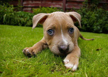 Comment bien s'occuper d'un chiot husky ?