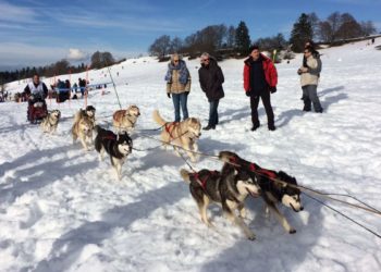 Où faire du chien de traîneau en Auvergne ?