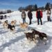 Où faire du chien de traîneau en Auvergne ?