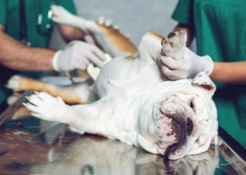 Est-ce bien de faire stériliser son chien ?