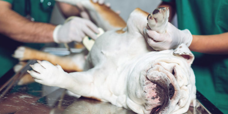 Est-ce bien de faire stériliser son chien ?