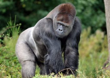 Comment est le gorille ?