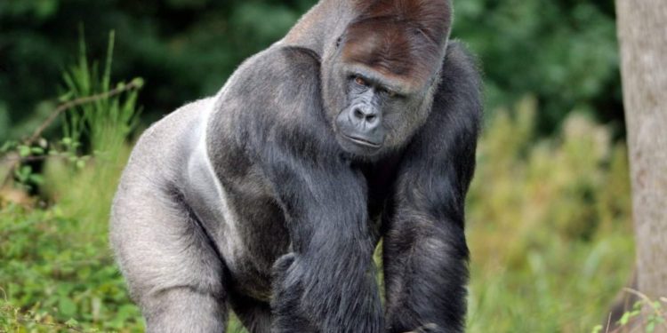 Comment est le gorille ?