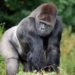 Comment est le gorille ?