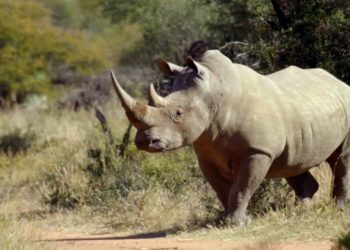Pourquoi on tue les rhinocéros ?