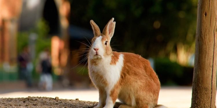 Quel est le lapin nain le plus vieux du monde ?