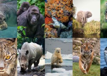 Quel sont les animaux en voie de disparition ?