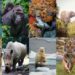 Quel sont les animaux en voie de disparition ?