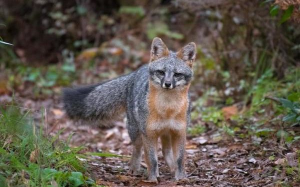 Quelles sont les proies du renard ?