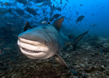 Quel est le requin le plus dangereux en France ?