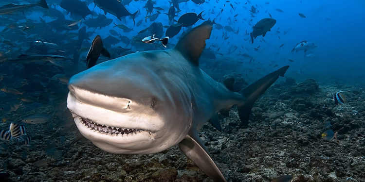 Quel est le requin le plus dangereux en France ?
