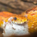 Est-ce qu'il y a des serpents en France ?
