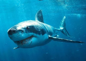 Est-ce que les requins vivent dans la Méditerranée ?