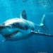 Est-ce que les requins vivent dans la Méditerranée ?