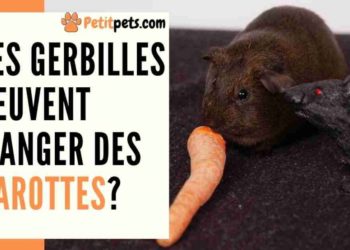 Est-ce que les écureuils mangent des carottes ?