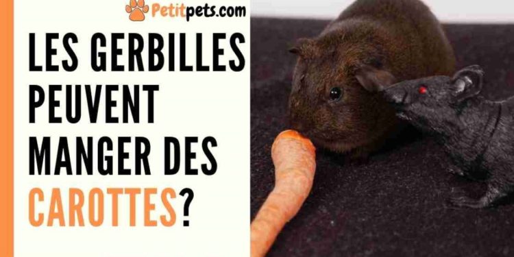 Est-ce que les écureuils mangent des carottes ?