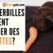 Est-ce que les écureuils mangent des carottes ?