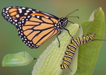 Comment la chenille se transforme en papillon ?