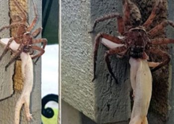 Quand meurt une araignée ?