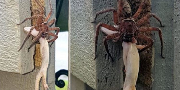 Quand meurt une araignée ?