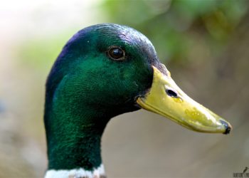 Quand pondent les canard colvert ?