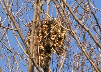 Où se cachent les écureuils l'hiver ?