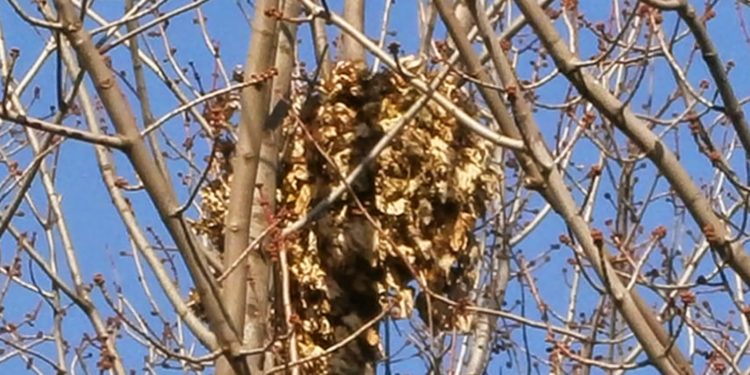 Où se cachent les écureuils l'hiver ?
