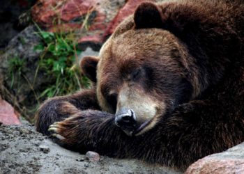 Où les ours hiberne T-IL ?