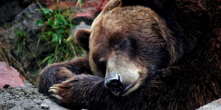 Où les ours hiberne T-IL ?