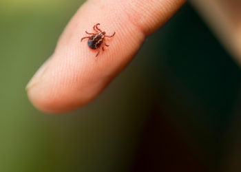 Comment meurt un tique ?