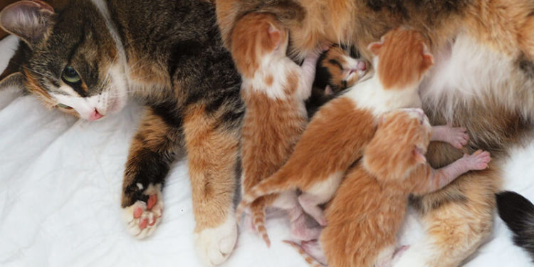 Comment sont les chatons à la naissance ?