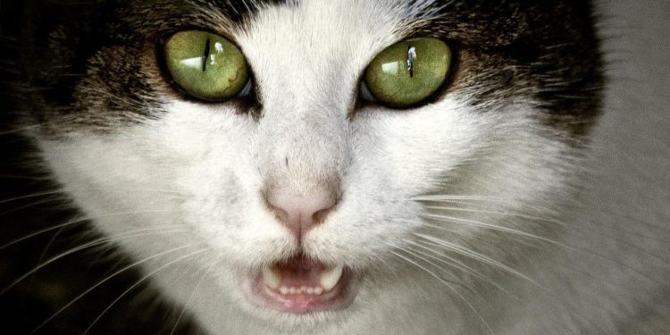 Pourquoi mon chat miaule pendant qu'il dort ?