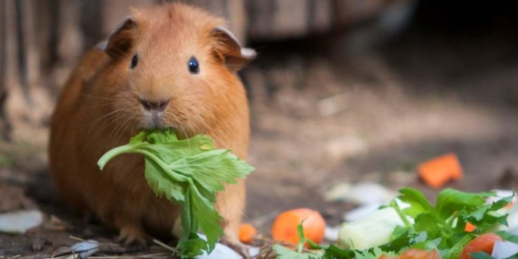 Qui mange du cochon d'Inde ?