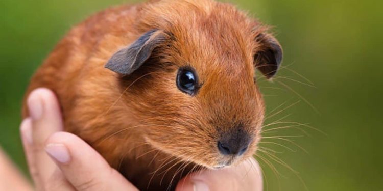 Pourquoi mon cochon d'Inde ne mange plus et ne boit plus ?