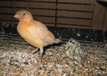 Comment reconnaître un oiseau qui va mourir ?