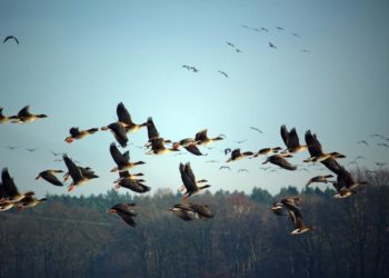 Quels sont les canards qui migrent ?