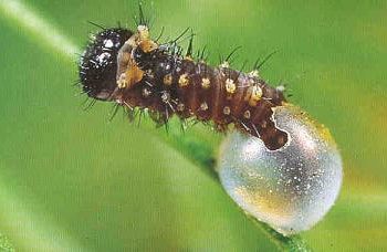 Qui pond les oeufs la chenille ou le papillon ?