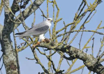 Où niche les oiseaux mouche ?