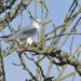 Où niche les oiseaux mouche ?