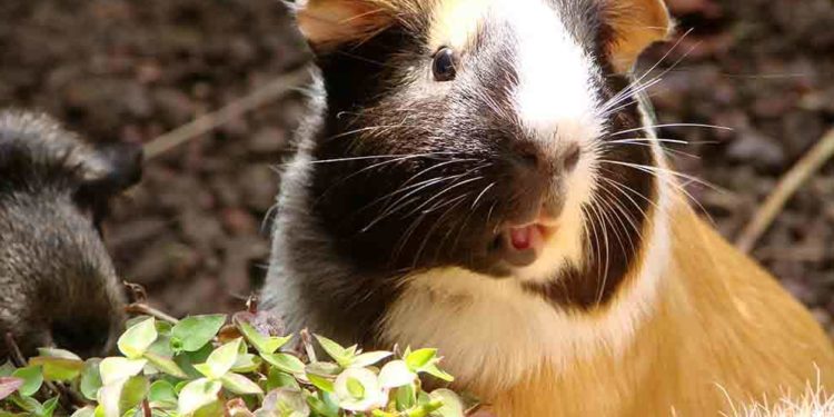 Est-ce que un cochon d'Inde est intelligent ?