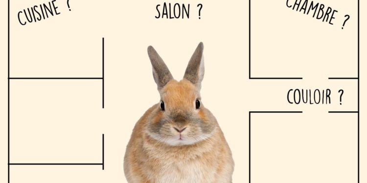 Où mettre le lapin dans la maison ?